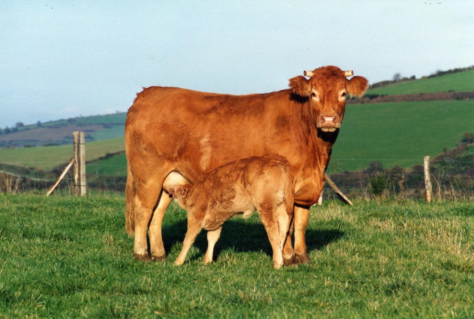 vache 6